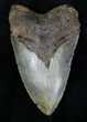 Large Megalodon Tooth - North Carolina #28334-1